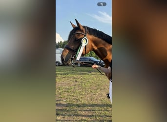 Holsteiner, Wallach, 9 Jahre, 174 cm, Brauner