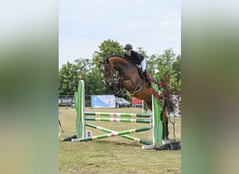 Holsteiner, Wallach, 9 Jahre, 174 cm, Brauner