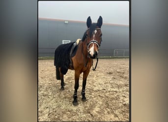 Holsteiner, Wallach, 9 Jahre, 174 cm, Brauner