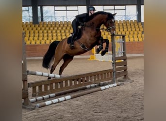 Holsteiner, Wallach, 9 Jahre, 174 cm, Brauner