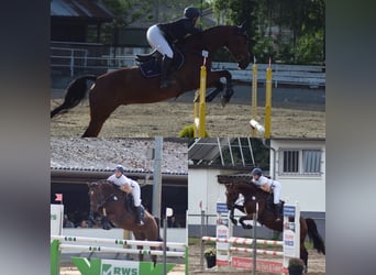 Holsteiner, Wallach, 9 Jahre, 175 cm, Brauner