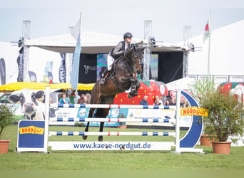 Holsteiner, Wallach, 9 Jahre, 175 cm, Schwarzbrauner