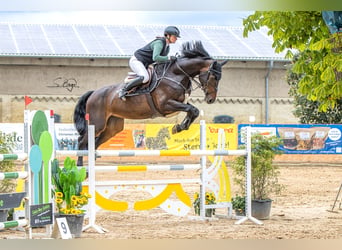 Holsteiner, Wallach, 9 Jahre, 175 cm, Schwarzbrauner