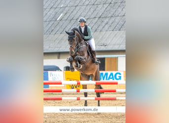 Holsteiner, Wallach, 9 Jahre, 175 cm, Schwarzbrauner