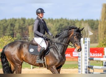 Holsteiner, Wallach, 9 Jahre, 175 cm, Schwarzbrauner