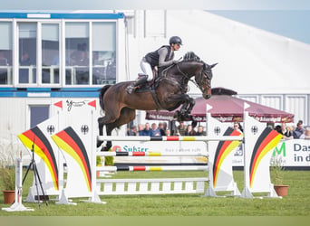 Holsteiner, Wallach, 9 Jahre, 175 cm, Schwarzbrauner