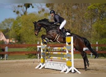 Holsteiner, Wallach, 9 Jahre, 175 cm, Schwarzbrauner