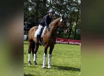 Holsteiner, Wallach, 9 Jahre, 176 cm, Brauner