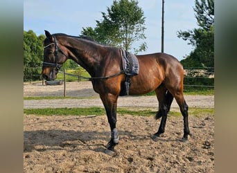 Holsteiner, Wallach, 9 Jahre, 181 cm, Dunkelbrauner