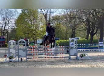Holsteiner, Wallach, 9 Jahre, 181 cm, Dunkelbrauner