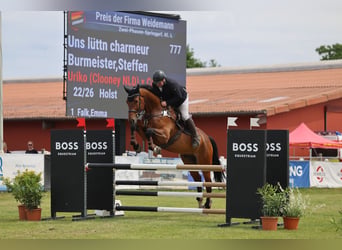 Holsteiner, Wallach, 9 Jahre, 183 cm, Brauner