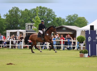 Holsteiner, Wallach, 9 Jahre, 183 cm, Brauner