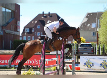 Holsteiner, Wallach, 9 Jahre, 183 cm, Brauner