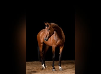 Holsteiner, Wallach, 9 Jahre, 183 cm, Brauner