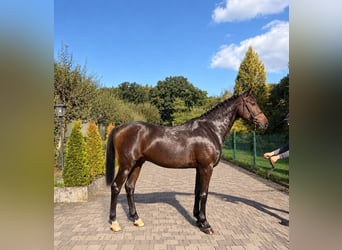 Holsteiner, Wallach, 9 Jahre, Brauner