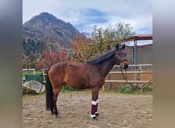 Hongaars sportpaard, Hengst, 11 Jaar, 163 cm, Bruin