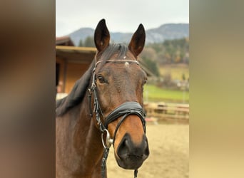 Hongaars sportpaard, Hengst, 11 Jaar, 163 cm, Bruin