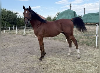 Hongaars sportpaard, Hengst, 1 Jaar, 140 cm, Roodbruin