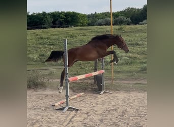 Hongaars sportpaard, Hengst, 1 Jaar, 142 cm, Lichtbruin