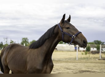 Hongaars sportpaard, Hengst, 1 Jaar, 160 cm, Bruin