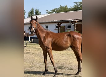 Hongaars sportpaard, Hengst, 1 Jaar, 160 cm, Roodbruin