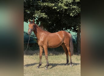 Hongaars sportpaard, Hengst, 1 Jaar, 160 cm, Roodbruin