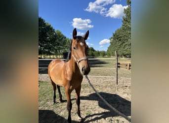 Hongaars sportpaard, Hengst, 1 Jaar, Roodbruin