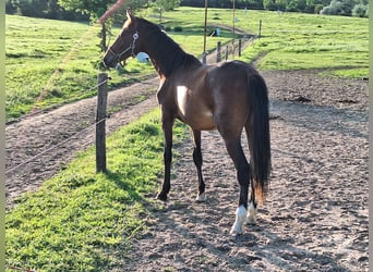Hongaars sportpaard, Hengst, 2 Jaar, 155 cm, Roodbruin