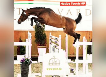 Hongaars sportpaard, Hengst, 2 Jaar, 155 cm, Roodbruin