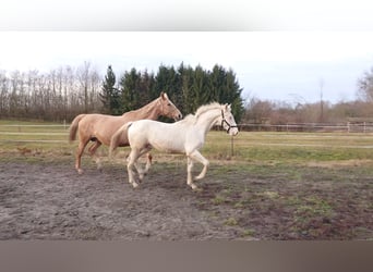 Hongaars sportpaard, Hengst, 2 Jaar, 161 cm, Cremello