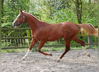 Hongaars sportpaard, Hengst, 3 Jaar, 155 cm