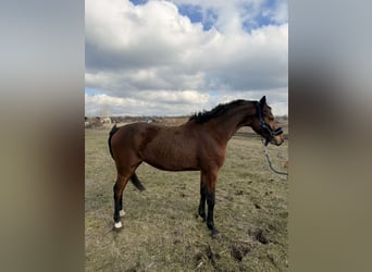 Hongaars sportpaard, Hengst, 3 Jaar, 155 cm, Roodbruin