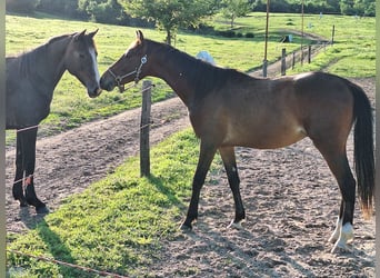 Hongaars sportpaard, Hengst, 3 Jaar, 155 cm, Roodbruin