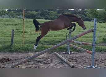 Hongaars sportpaard, Hengst, 3 Jaar, 155 cm, Roodbruin