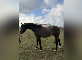 Hongaars sportpaard, Hengst, 3 Jaar, 156 cm, Schimmel