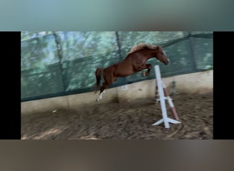 Hongaars sportpaard, Hengst, 3 Jaar, 160 cm, Donkere-vos