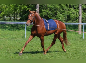 Hongaars sportpaard, Hengst, 3 Jaar, 165 cm, Donkere-vos