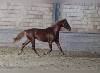 Hongaars sportpaard, Hengst, 3 Jaar, 165 cm, Donkere-vos