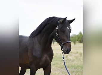 Hongaars sportpaard, Hengst, 3 Jaar, 168 cm, Donkerbruin