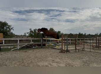 Hongaars sportpaard, Hengst, 3 Jaar, 172 cm, Roodbruin