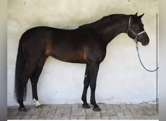 Hongaars sportpaard, Hengst, 4 Jaar, 176 cm, Zwartbruin