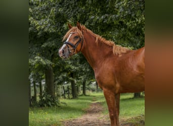 Hongaars sportpaard, Hengst, 5 Jaar, 145 cm, Vos