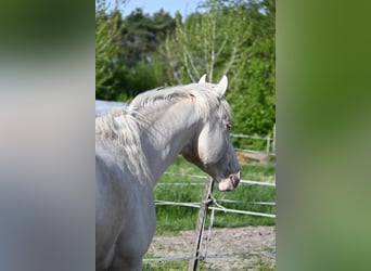 Hongaars sportpaard, Hengst, 5 Jaar, 163 cm, Cremello