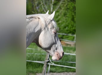 Hongaars sportpaard, Hengst, 5 Jaar, 163 cm, Cremello
