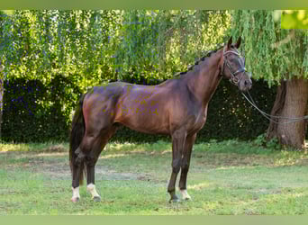 Hongaars sportpaard, Hengst, 5 Jaar, 174 cm, Donkerbruin