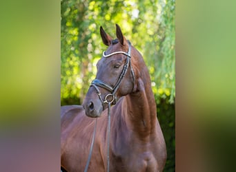 Hongaars sportpaard, Hengst, 6 Jaar, 174 cm, Donkerbruin