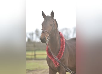 Hongaars sportpaard, Hengst, 7 Jaar, 180 cm, Donkerbruin
