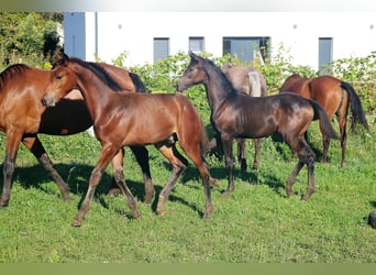 Hongaars sportpaard, Hengst, veulen (05/2023), Roodbruin