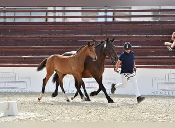 Hongaars sportpaard, Hengst, Veulen (04/2025), Roodbruin