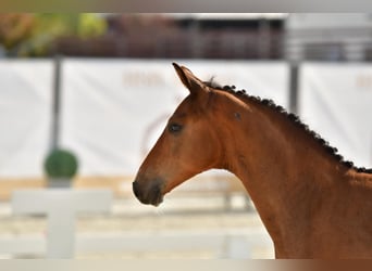 Hongaars sportpaard, Hengst, Veulen (04/2025), Roodbruin